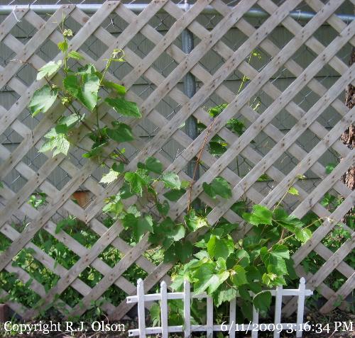 Kay Gray Grapevine - This has tripled in size since last year.