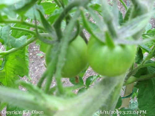 Super Fantastic - Yes, thats the variety of this tomato.