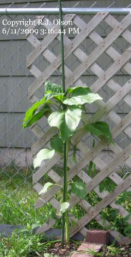 Sunflower - This is going to be so tall when fully ripe.