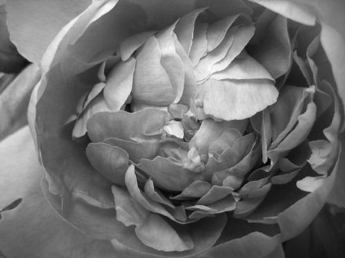 a random pic i took w/ my cam - Here's a random, macro pic I took of some gorgeous flowers. I did edit it into black and white, but otherwise, I took it with my plain-Jane Canon Powershot.