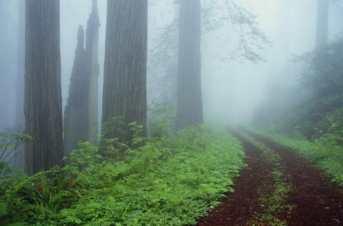 No one to walk with... - See this path,Lets have a walk..
