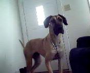 our newest addition, an adopted great dane - here is a pic of our newest family member... she is an 11 month old great dane, and she had a hard life up until a couple of days ago when we adopted her... she is very sweet and very big