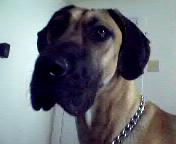 new dog - look at her sweet face.... she is a huge baby!!!