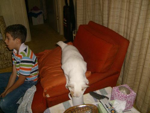 got it!! - coco is smart. she knows hes not looking