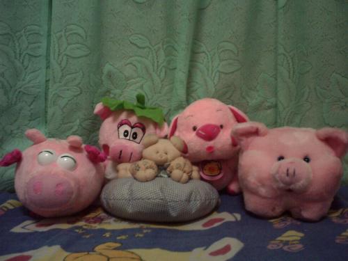 pig collection - some of my pig stuffed toys