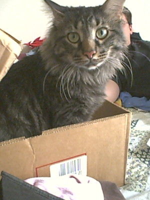 Dante in a Box - This is my 11-month-old kitty, Dante, climbing into an open box that was placed on the bed. He seems to love boxes.