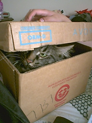 Dante Still in a Box - He really loves boxes! I put the lid down on him, and he went insane, ha ha. He had fun trying to hide.
