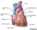 Heart - Heart is the most important organ of humans body which pumps blood.When it stop functioning humans and all animals die.
