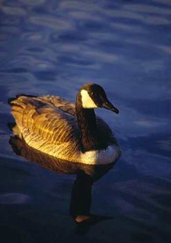 My Photo Of A Canada Goose - image of a Canada Goose