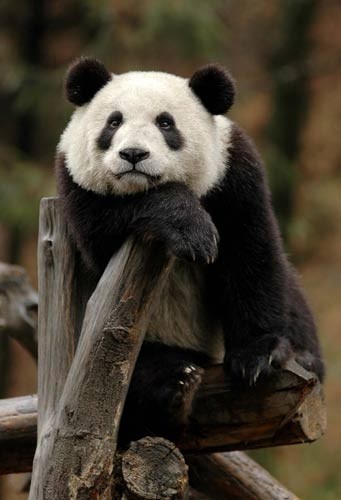 lovely pandas - thinking Baby,what are you thinking about?