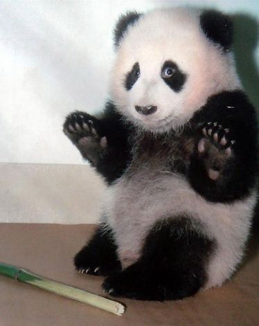 lovely panda - Sir,I have done nothing! Please believe me!