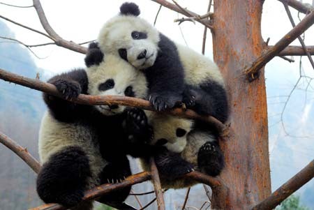 cute panda - Oh!It is too crowded here!
