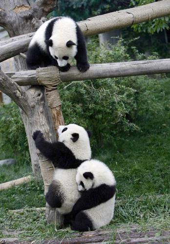 cute panda -  Come on! Baby! I'm waiting for you!