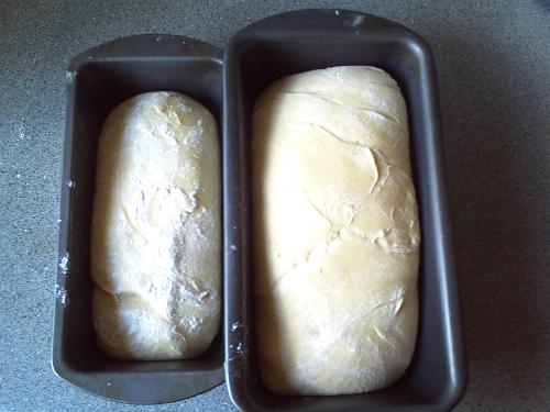 Delicious bread - So close to being ready for the oven, beautifully risen, with a yeasty smell