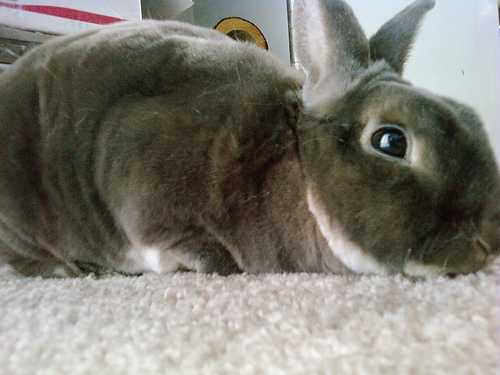 Cutest bunny ever! - This is Tosoon. I love him. Tosoon has been good to me. We live with a Bilby. Tosoon binks, and eats, and cuddles, and binks. He is as soft as a chinchilla.