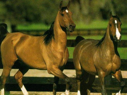 horses - this is : horses