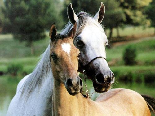 horses - this is : horses