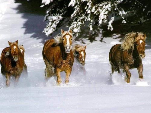 horses - this is : horses
