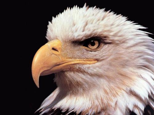 eagles - this is : eagles