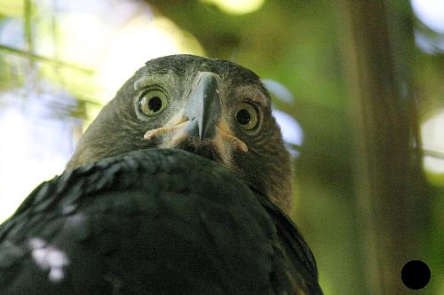 eagles - this is : eagles