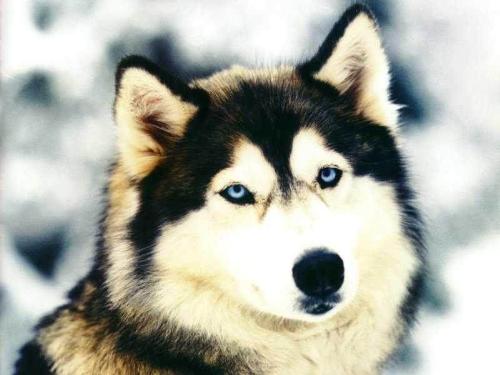 alaskan malamute - this is : alaskan malamute