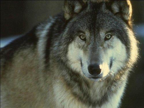 alaskan malamute - this is : alaskan malamute