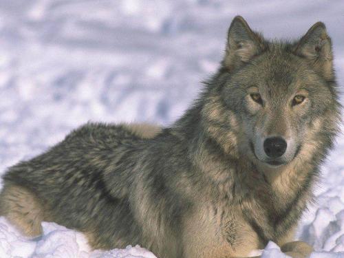 alaskan malamute - this is : alaskan malamute