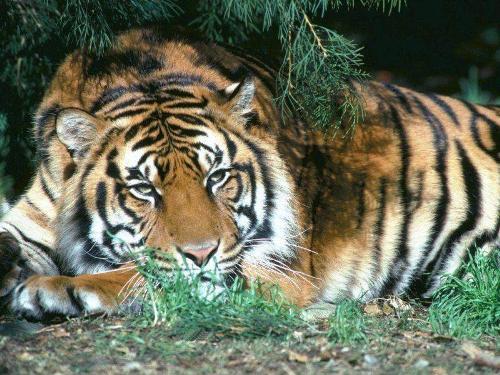 tigers - this is : tigers