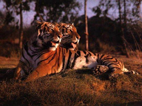 tigers - this is : tigers