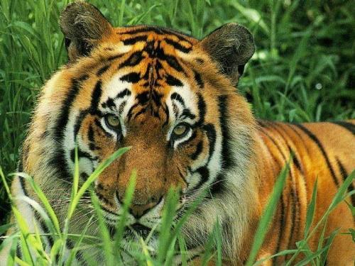 tigers - this is : tigers