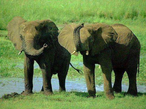 elephants - this is elephants