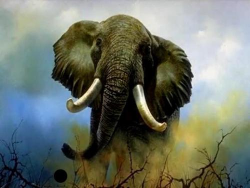 elephants - this is elephants