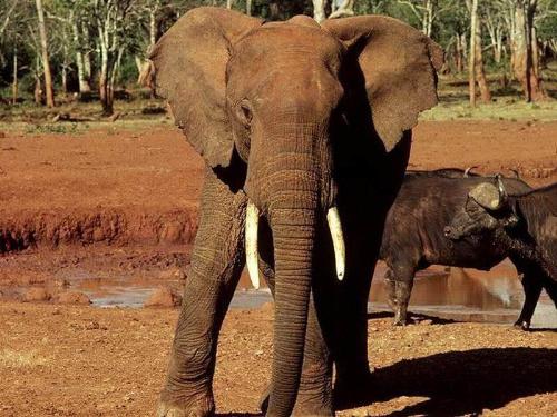elephants - this is elephants