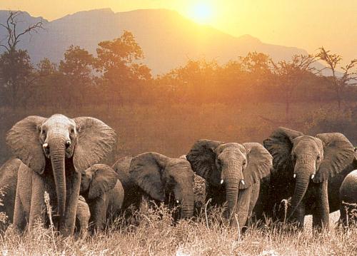 elephants - this is elephants