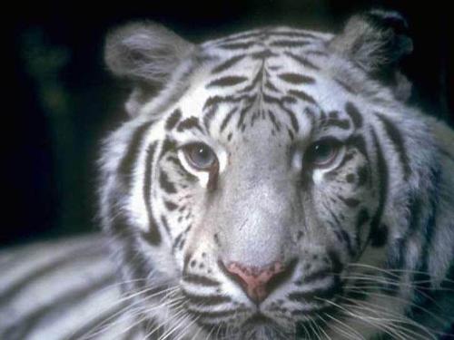 tigers - this is white tigers