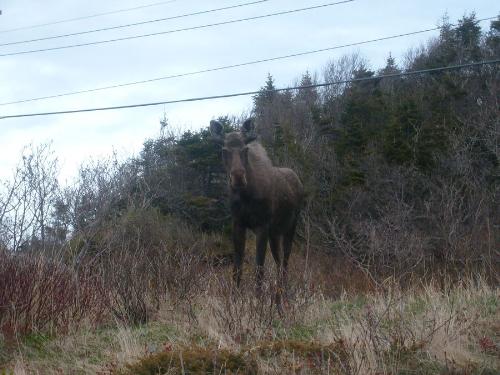 Moose - My pet moose.