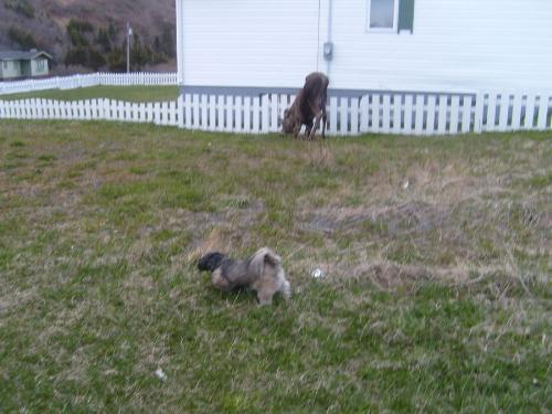 My dog and the moose calf - She doesn't like moose and chases them away all the time.