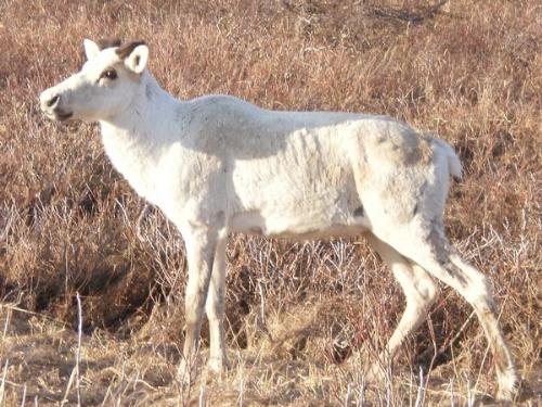 Caribou - They come around in the spring but there's not so many of them anymore since the coyotes got on the island.