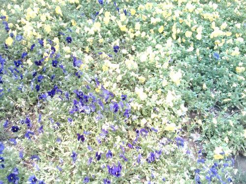 Beautiful Purple Flowers and Yellow Flowers - I really like the purple flowers and also the yellow flowers. But I like the purple more than the yellow.