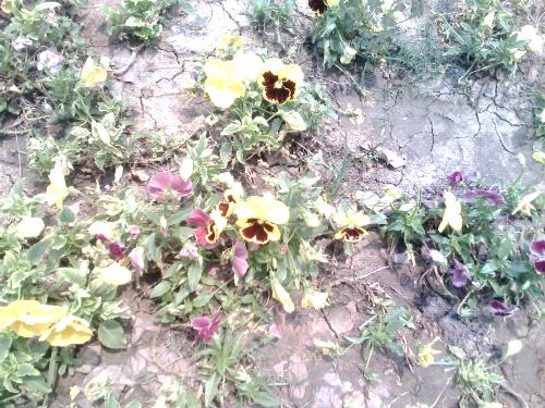Colorful Flowers like butterflies - Look at the yellow-brown flowers, don't you think the brown part is just liking a butterfly? How interesting the nature is.