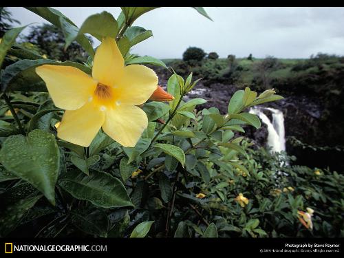 Lily - It gets from Natinonal Geographic.I don't know whether it is a lily.It's beautiful and you can see a waterfall far away there.