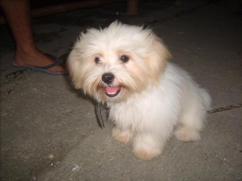 Shih tzu maxi - My pet that I can't live without.