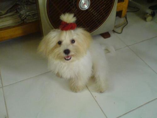 Maxi the shih tzu - My pet with his hair band.