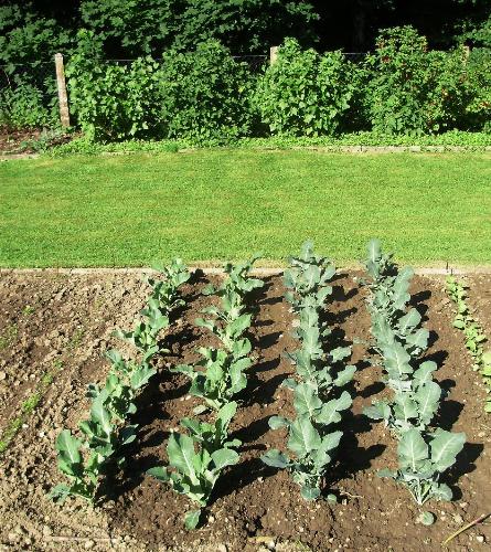 Broccoli and Cauliflower plants, - This shows Broccoli and Cauliflower plants for weeks after planting. None have been lost thanks to my homemade nettle brew. Th cabbage root fly stays away.