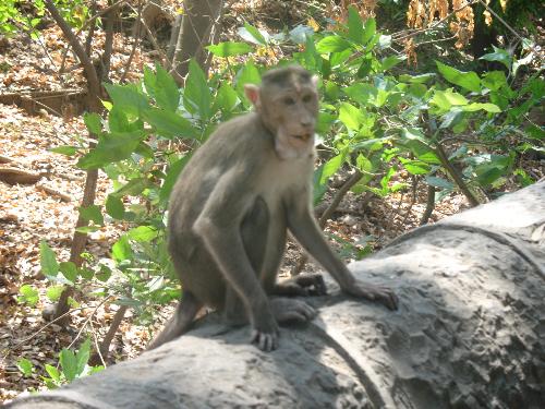 monkey - they r naughty, but they r cute na!!!!!!!!