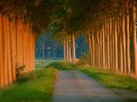 trees - trees in line