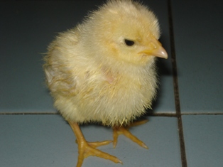 Little chick. - A little chick I bought for my daughter. After 2 months, she don't want it cos it lomger was a chick! And not cute anymore.