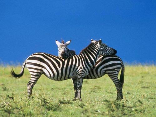 zebra - this is zebra