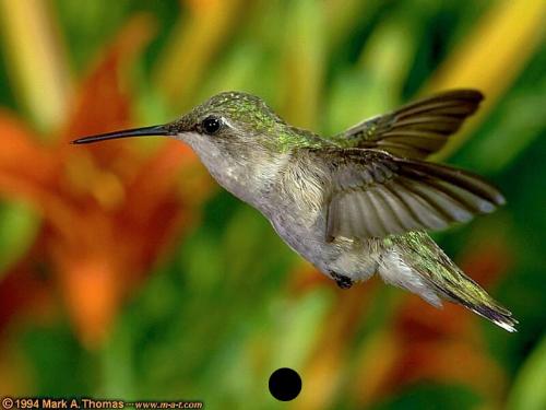 hummingbirds - this is hummingbirds