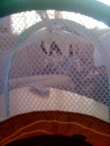 The caterpillars turning into cocoons, starting th - The caterpillars turning into cocoons, starting the process to become butterflies.We hooked them to the butterfly house.